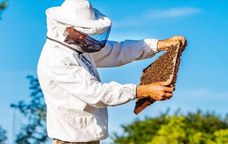 Wildblumenhonig 850g in Premium Qualität Gold-Blütenhonig, Gold prämiert in London und Paris