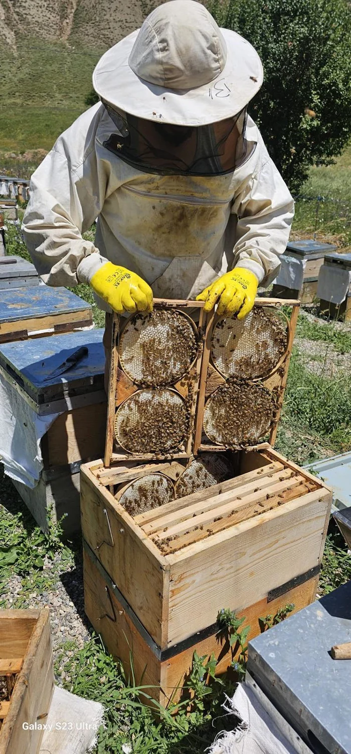 Wildblumenhonig 850g in Premium Qualität Gold-Blütenhonig, Gold prämiert in London und Paris