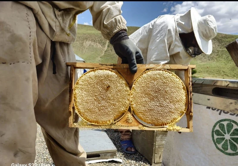 Honigwabe / Gold-Wabenhonig mit Hocharomatischem Blütenhonig im traditionellen Holzrähmchen, 2500 - 3000g in Premium Qualität