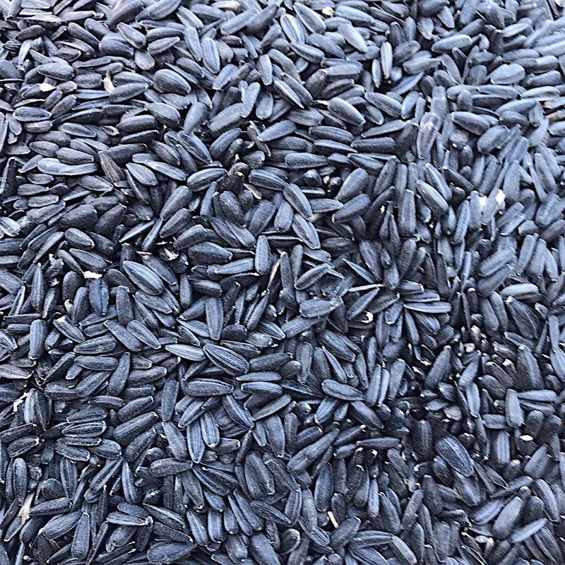 Sonnenblumenkerne schwarz, gereinigt 25kg Vogelfutter