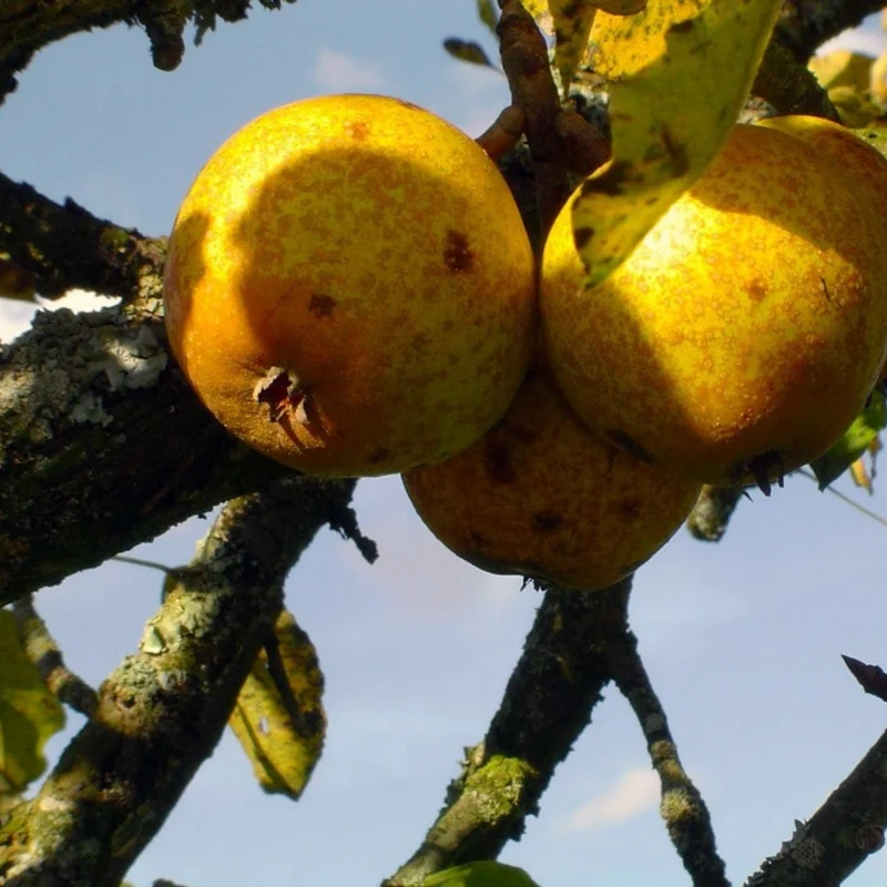 Le Petiot - Jus de Poire Pétillant bio - Pacory – Ferme des Grimaux