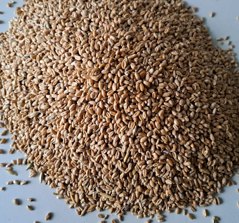 Futterweizen 12,5 kg (Einzelfuttermittel)