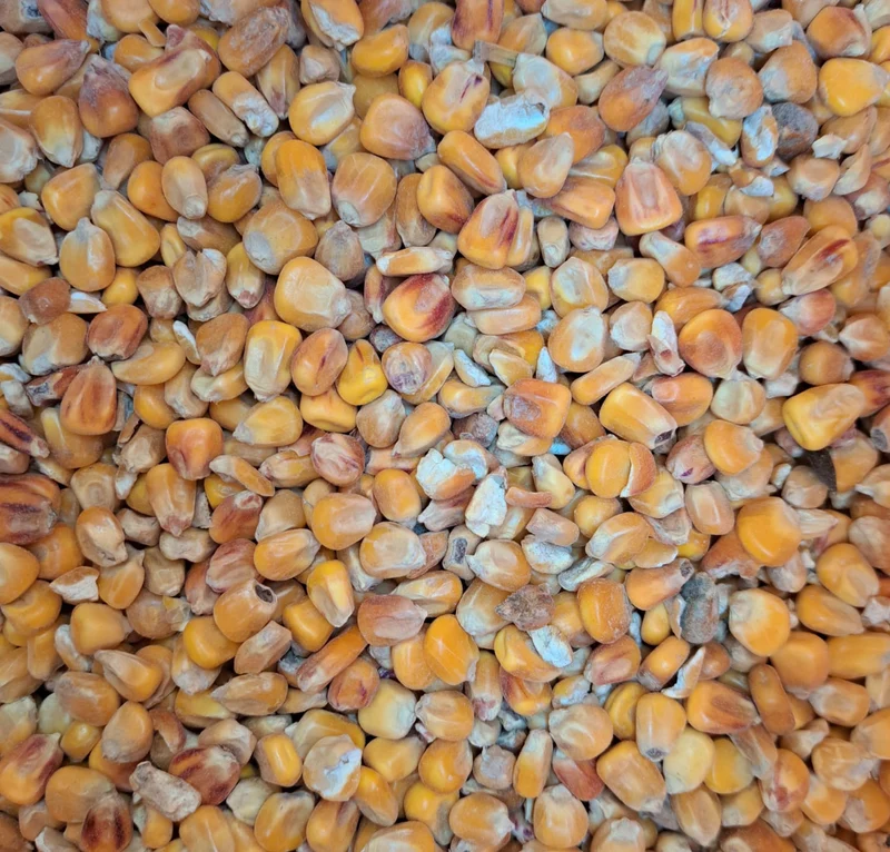 Futtermais Ganzkorn 12,5 kg (Einzelfuttermittel)