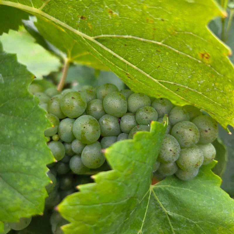 Phénomène - Melon de Bourgogne désalcoolisé - Domaine de la Grenaudière